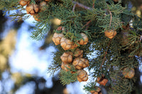 20 MEDITERRANEAN CYPRESS TREE Italian Pencil Pine Cedar Cupressus Sempervirens Stricta Seeds