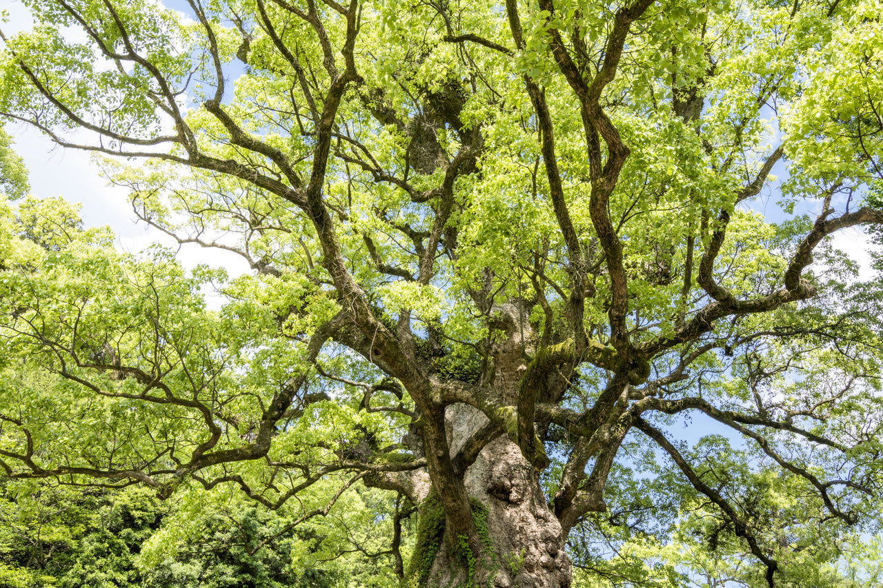 5 CAMPHOR TREE Laurel Cinnamomum Camphora Camphorwood White Flower Black Seeds