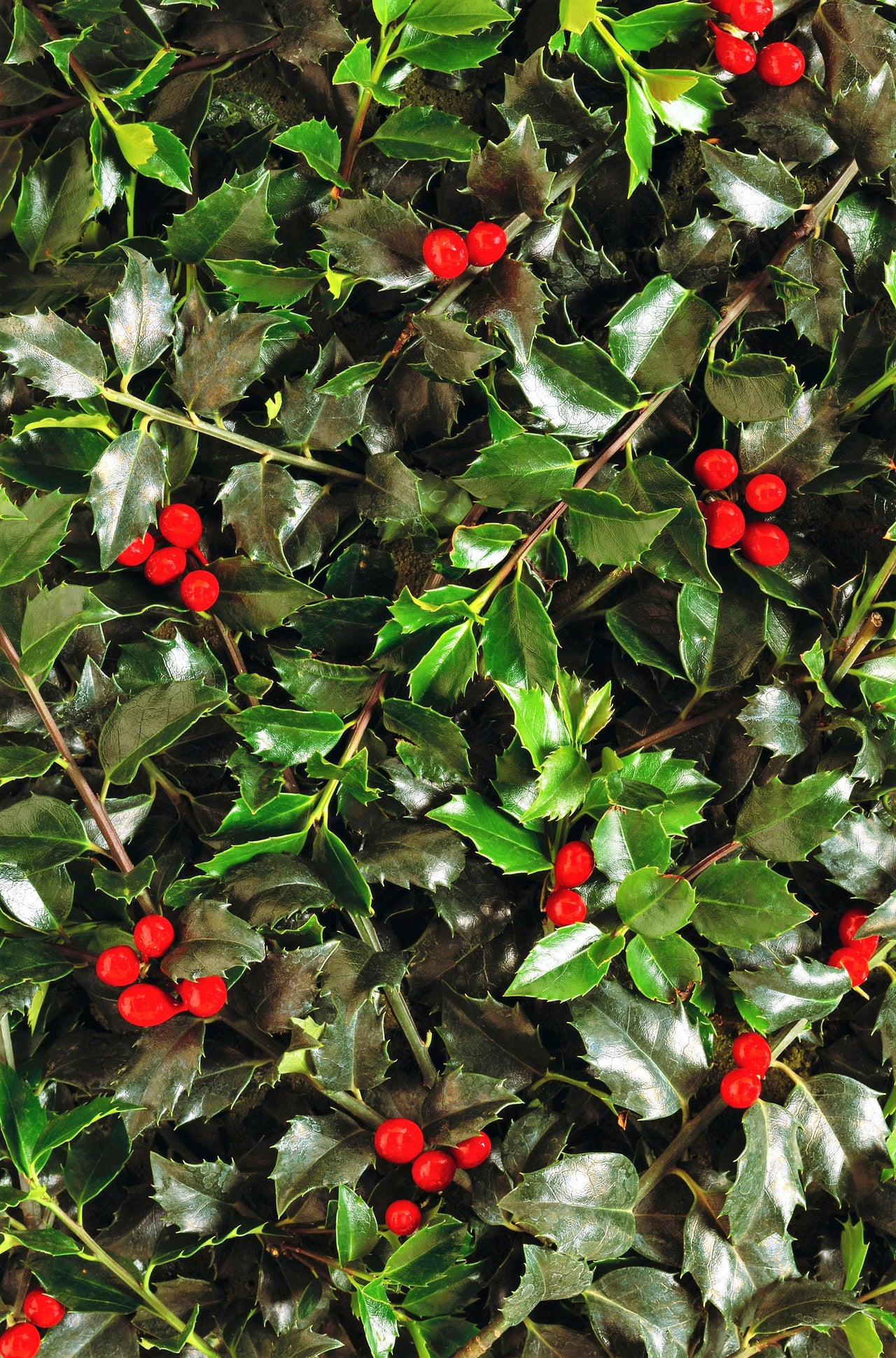 40 AMERICAN HOLLY Ilex Opaca Tree Shrub Evergreen Red Berry Seeds - aka White Holly, Prickly Holly, Christmas Holly, Yule Holly