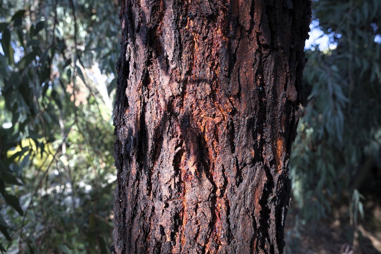 50 RED FLOWERING EUCALYPTUS Sideroxylon Mugga Ironbark Tree Seeds