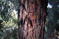 50 RED FLOWERING EUCALYPTUS Sideroxylon Mugga Ironbark Tree Seeds