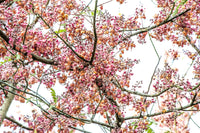 5 PINK SHOWER TREE Cassia Javanica aka Rainbow Shower & Apple Blossom Tree Two Tone Pink, White, Yellow Flower Seeds