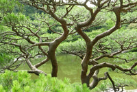 10 Japanese BLACK PINE TREE Evergreen Pinus Thunbergii Seeds