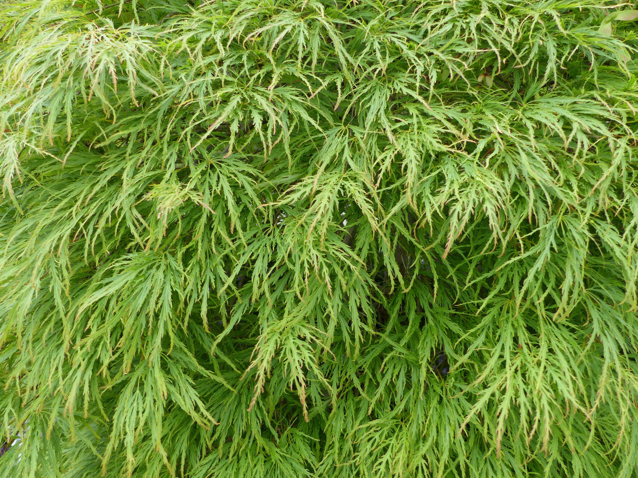 10 WEEPING LACELEAF MAPLE Japanese Acer Palmatum Dissectum Green Yellow Red Tree Seeds
