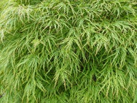 10 WEEPING LACELEAF MAPLE Japanese Acer Palmatum Dissectum Green Yellow Red Tree Seeds