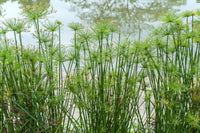 20 Cyperus PAPYRUS Paper Reed Water Plant Egyptian Nile Grass Yellow Flower Seeds