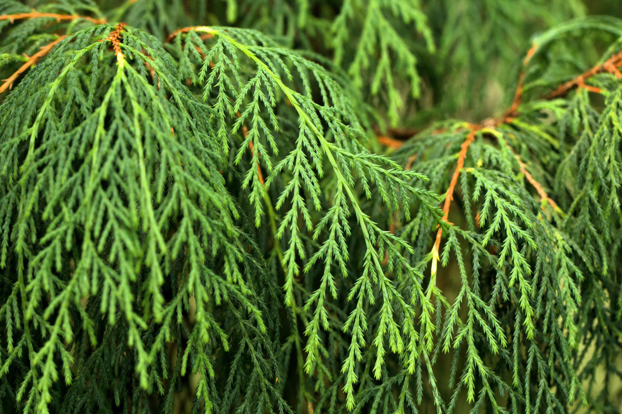 30 Kashmir WEEPING CYPRESS TREE Cupressus Cashmeriana Blue Evergreen Seeds