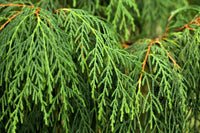 30 Kashmir WEEPING CYPRESS TREE Cupressus Cashmeriana Blue Evergreen Seeds