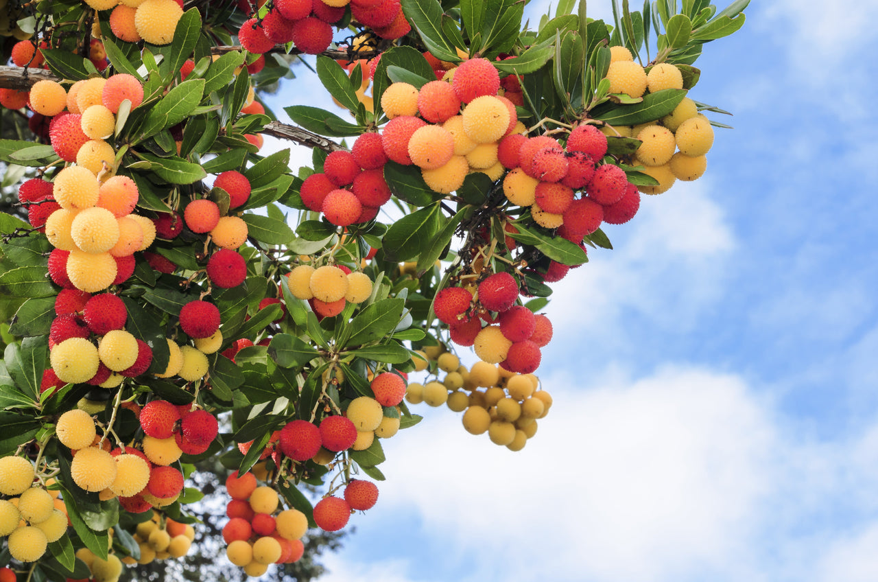 25 STRAWBERRY TREE Edible Red Berry Tree Arbutus Unedo Seeds Irish Killarney