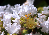 35 WHITE CREPE MYRTLE Lagerstroemia Indica Flowering Shrub Bush Small Tree Seeds