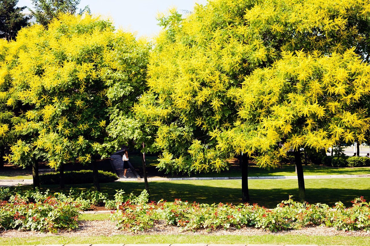 10 GOLDEN RAIN TREE Goldenrain Koelreuteria Paniculata Yellow Flower Seeds