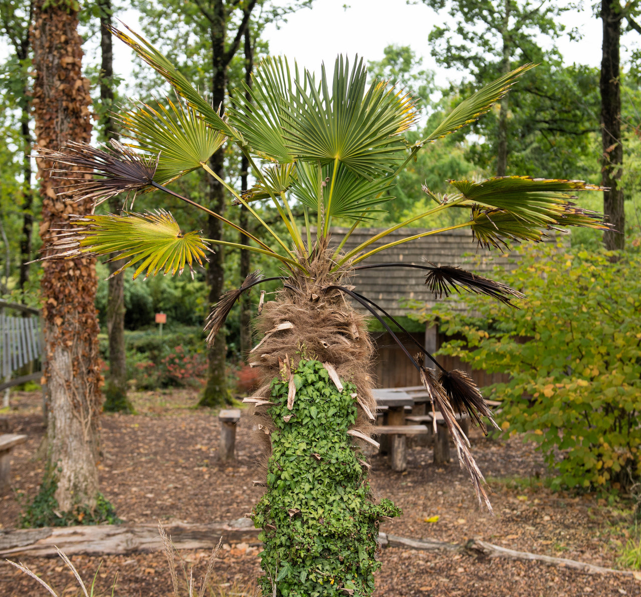 10 WAGNER WINDMILL PALM Dwarf Chusa Trachycarpus Fortunei Wagnerianus Tree Houseplant Seeds