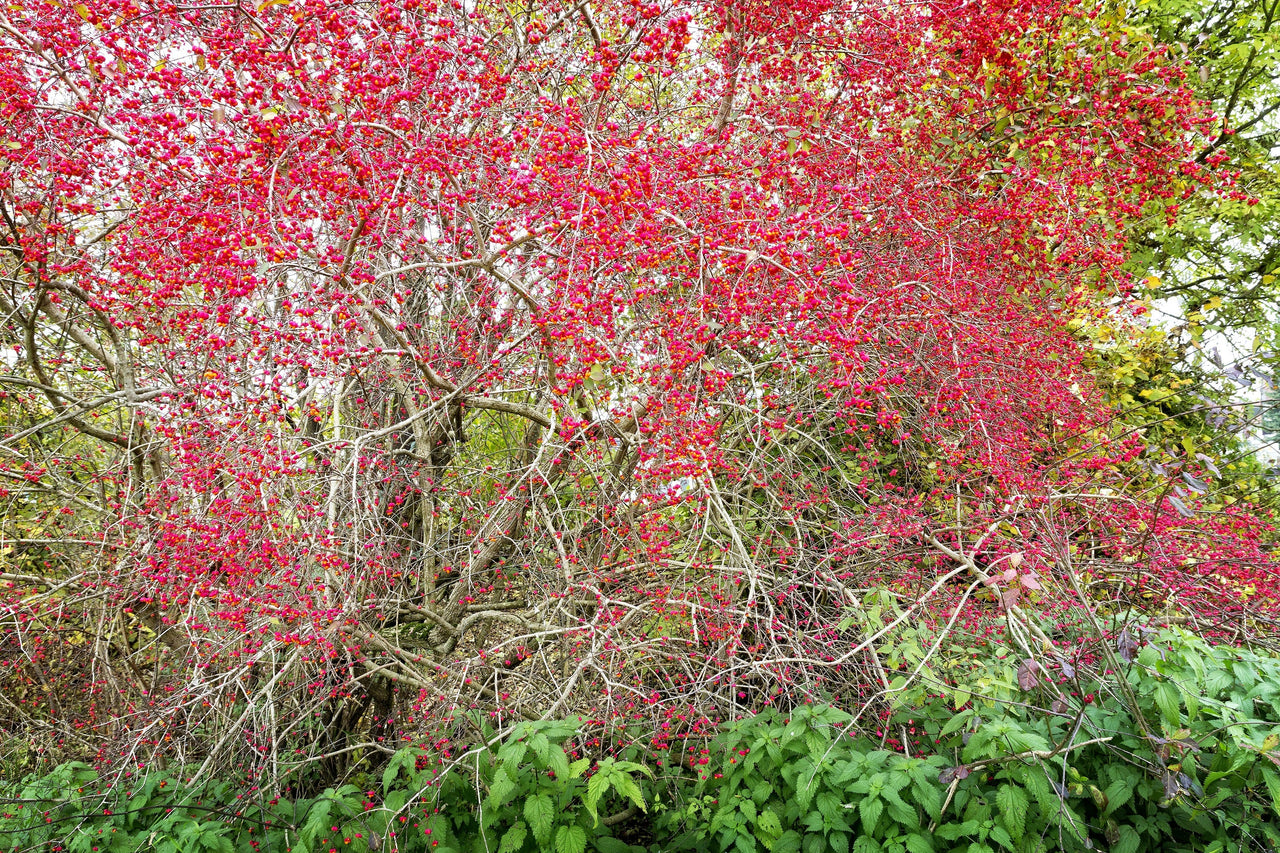 25 EUROPEAN SPINDLE TREE Euonymus Europaeus Spindletree Pink & Orange Flower Shrub Seeds