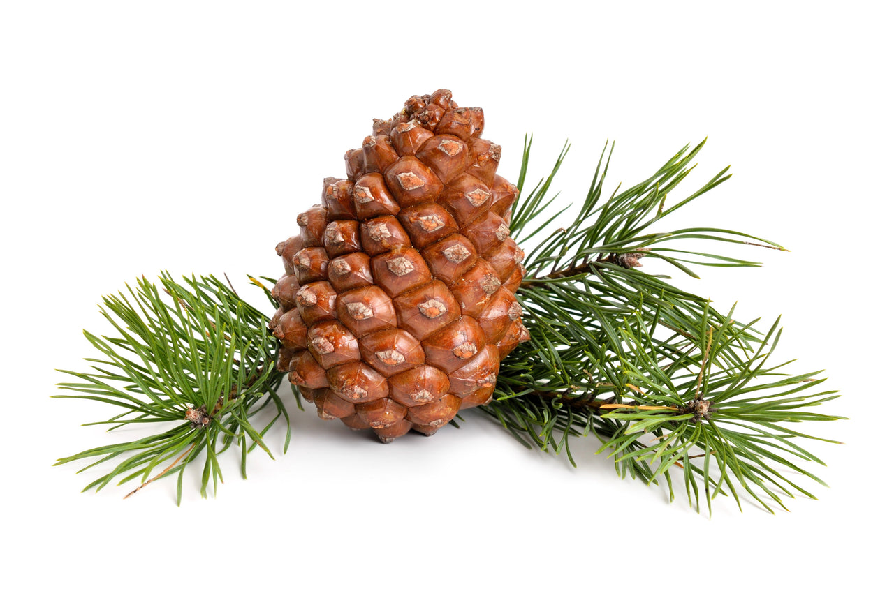 5 Pine Nut ITALIAN STONE PINE Pinus Pinea Umbrella Tree Seeds