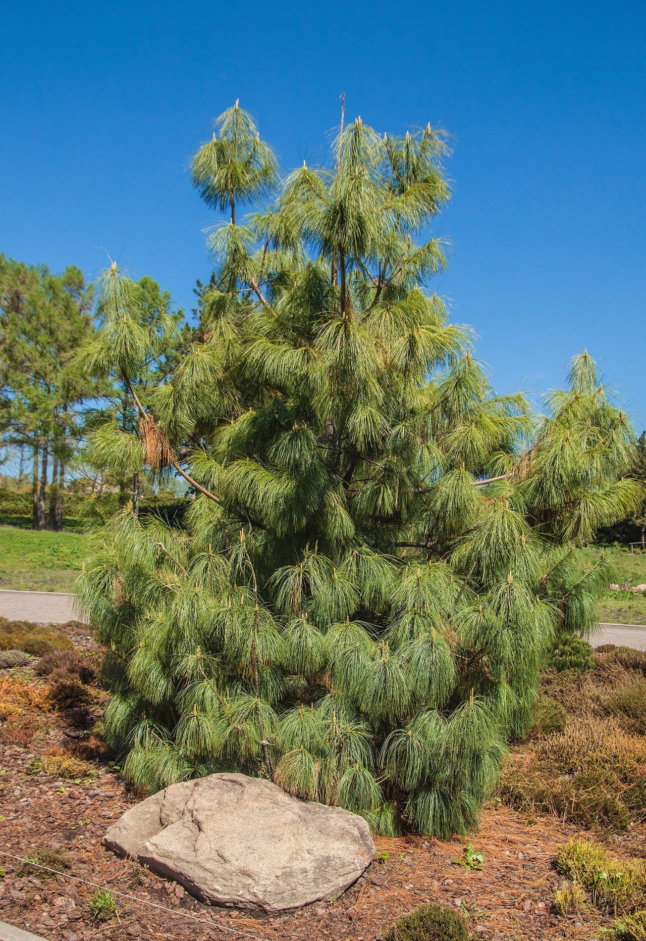 30 Mexican WEEPING PINE TREE Evergreen Pinus Patula Seeds