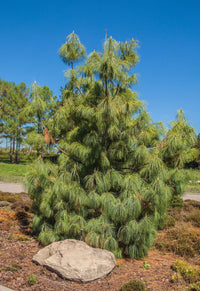 30 Mexican WEEPING PINE TREE Evergreen Pinus Patula Seeds