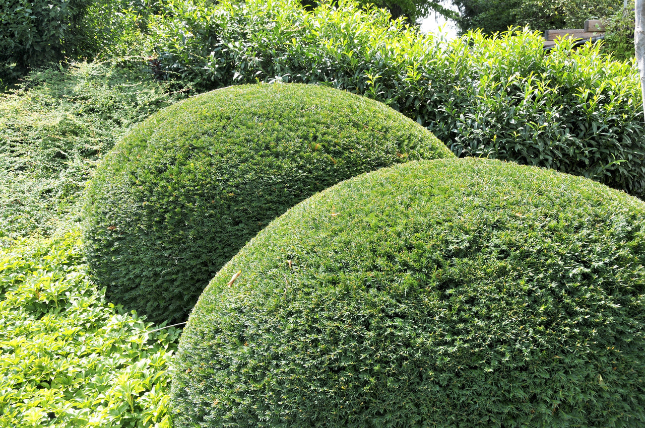 10 PACIFIC YEW Tree Taxus Baccata Brevifolia Evergreen Conifer Sun or Shade Red Ornamental Berry Native Tree Seeds
