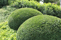 10 PACIFIC YEW Tree Taxus Baccata Brevifolia Evergreen Conifer Sun or Shade Red Ornamental Berry Native Tree Seeds