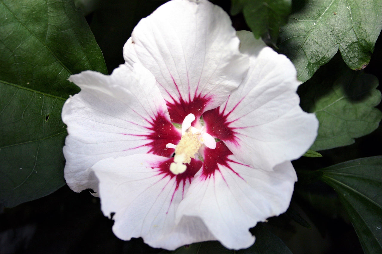 25 White & Hot Pink ROSE Of SHARON HIBISCUS Syriacus Flower Tree Bush Seeds