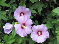 1000 BULK Mixed Colors ROSE Of SHARON HIBISCUS Syriacus Flower Tree Shrub Seeds