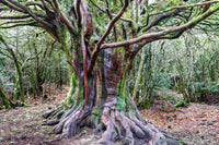 10 PACIFIC YEW Tree Taxus Baccata Brevifolia Evergreen Conifer Sun or Shade Red Ornamental Berry Native Tree Seeds