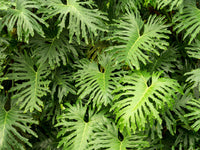 15 Lacy TREE PHILODENDRON Split Leaf Cut-leaf Selloum House Plant Seeds