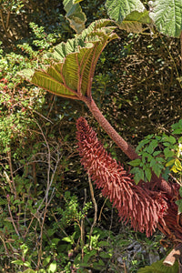 10 GUNNERA INSIGNIS Giant Rhubarb (Leaves up to 6' Wide, Red Flower Spikes to 3') Dinosaur Plant Seeds