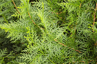 20 MEDITERRANEAN CYPRESS TREE Italian Pencil Pine Cedar Cupressus Sempervirens Stricta Seeds