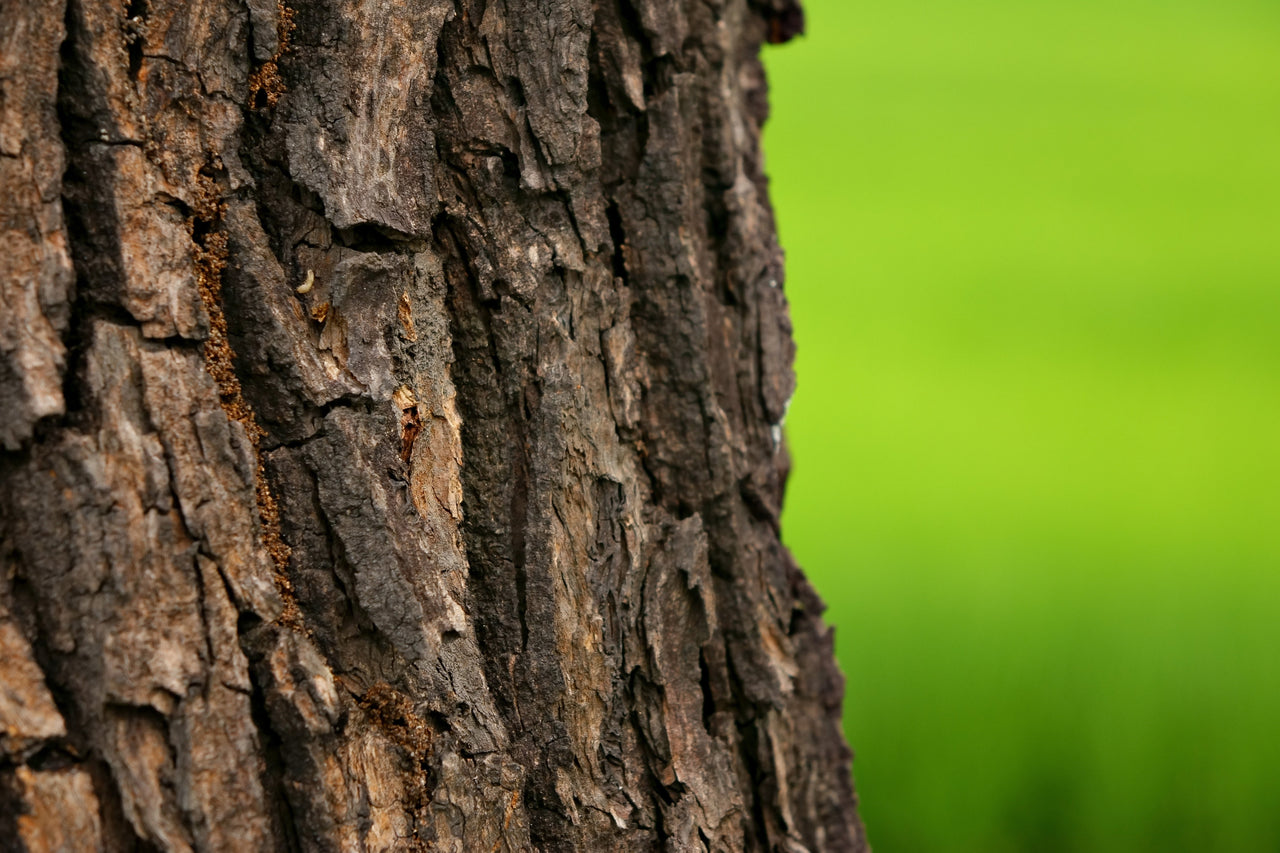 5 CAMPHOR TREE Laurel Cinnamomum Camphora Camphorwood White Flower Black Seeds