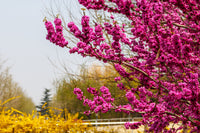 40 CHINESE REDBUD Cercis Chinensis Shrub Small Tree Pink Purple Flower Seeds