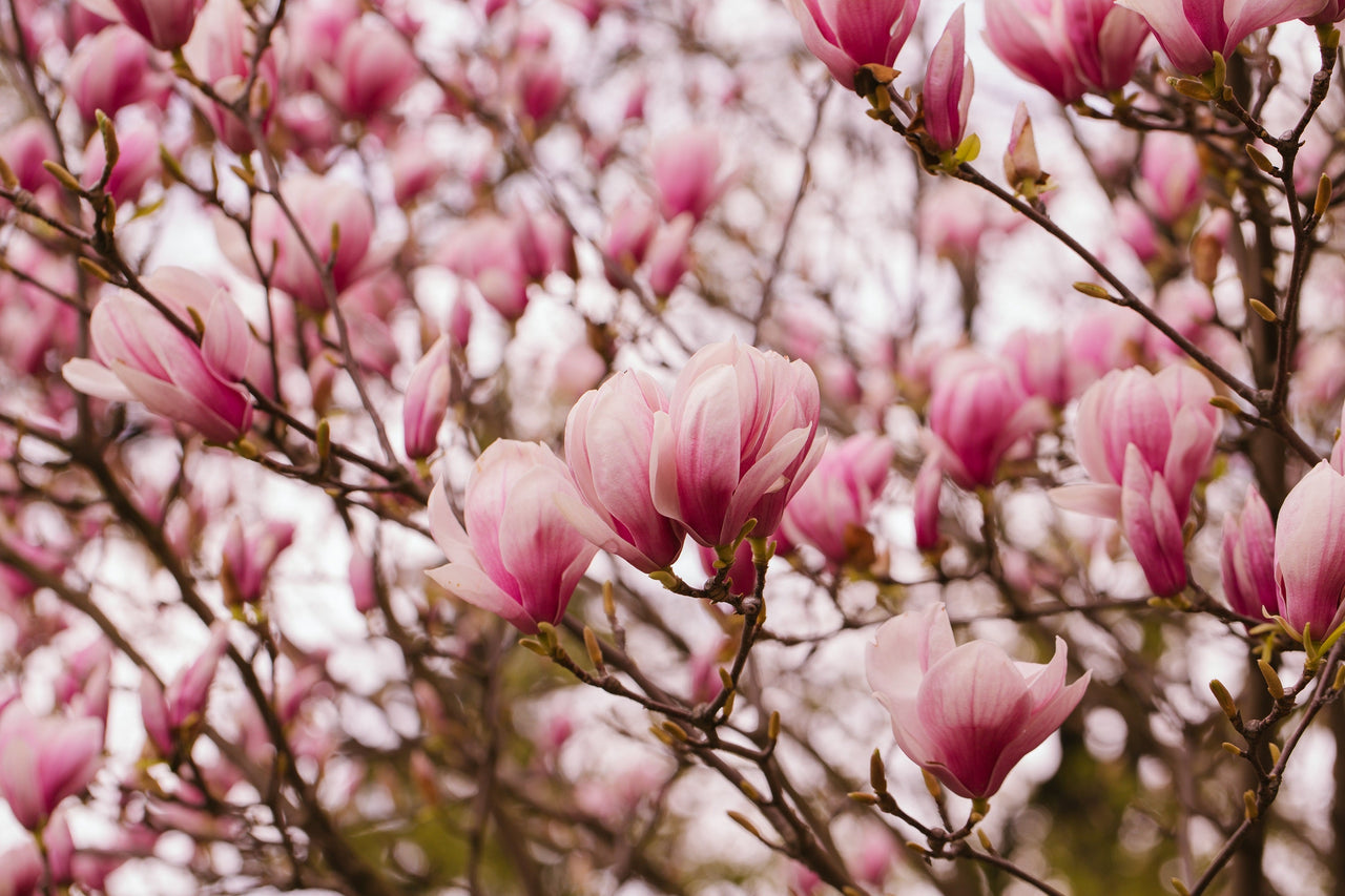 5 SAUCER MAGNOLIA x Soulangeana Denudata & Liliiflora 5 - 10" Pink & White Flower Tulip Tree Seeds