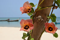 10 PORTIA TREE Yellow Pink Purple Flowers Change Color Pacific Rosewood Tulip Thespesia Populnea Seeds