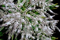 25 BLUE DRACAENA ( Spikes / Broad Leaved Cabbage Tree / Mountain Cabbage ) Cordyline Indivisa Flower Seeds