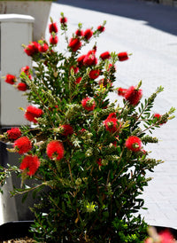 40 CRIMSON BOTTLEBRUSH Callistemon Citrinus Flowering Shrub Bush Small Tree Seeds