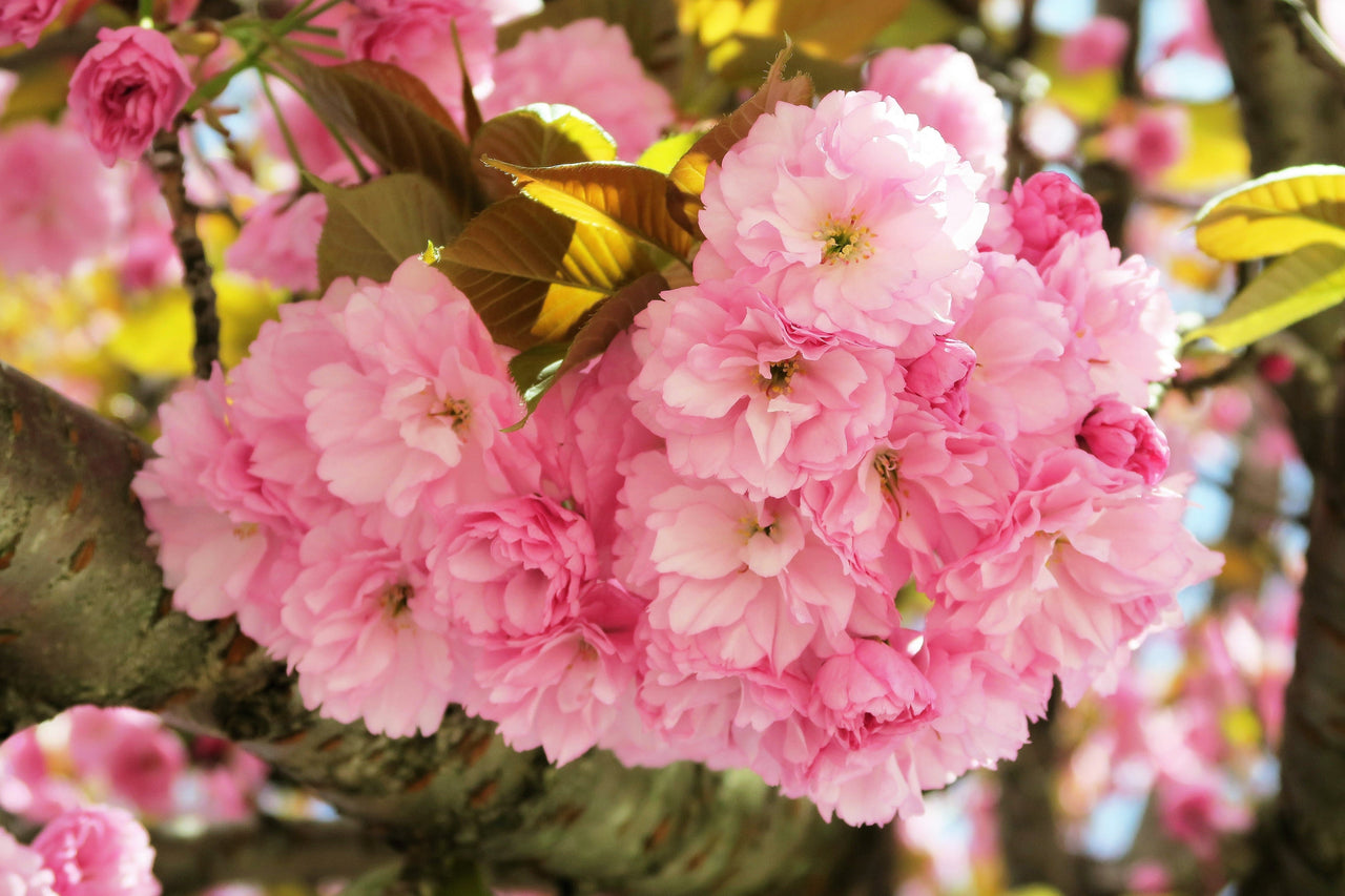 10 JAPANESE FLOWERING CHERRY Tree Oriental Prunus Serrulata Flower Seeds