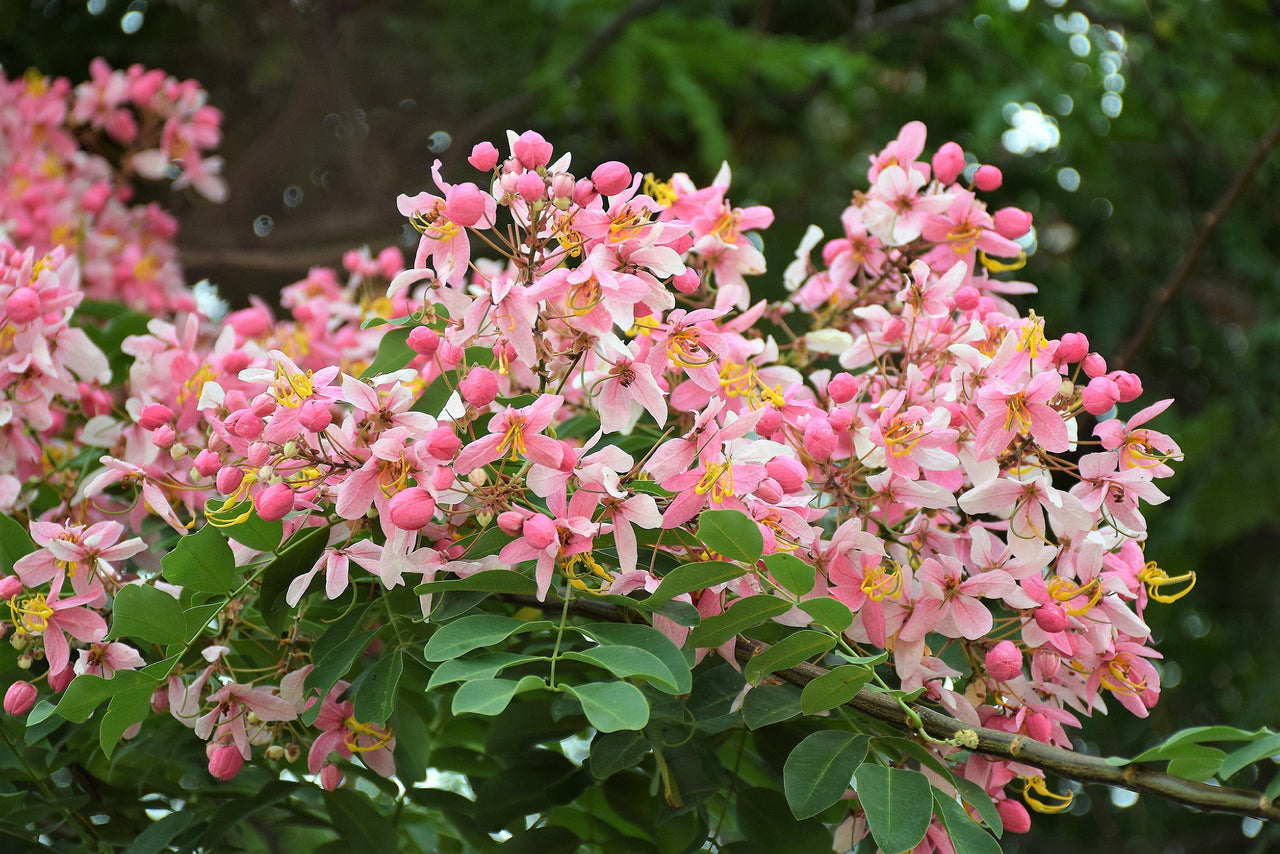 5 PINK SHOWER TREE Cassia Javanica aka Rainbow Shower & Apple Blossom Tree Two Tone Pink, White, Yellow Flower Seeds