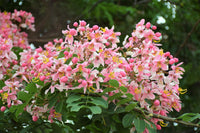 5 PINK SHOWER TREE Cassia Javanica aka Rainbow Shower & Apple Blossom Tree Two Tone Pink, White, Yellow Flower Seeds