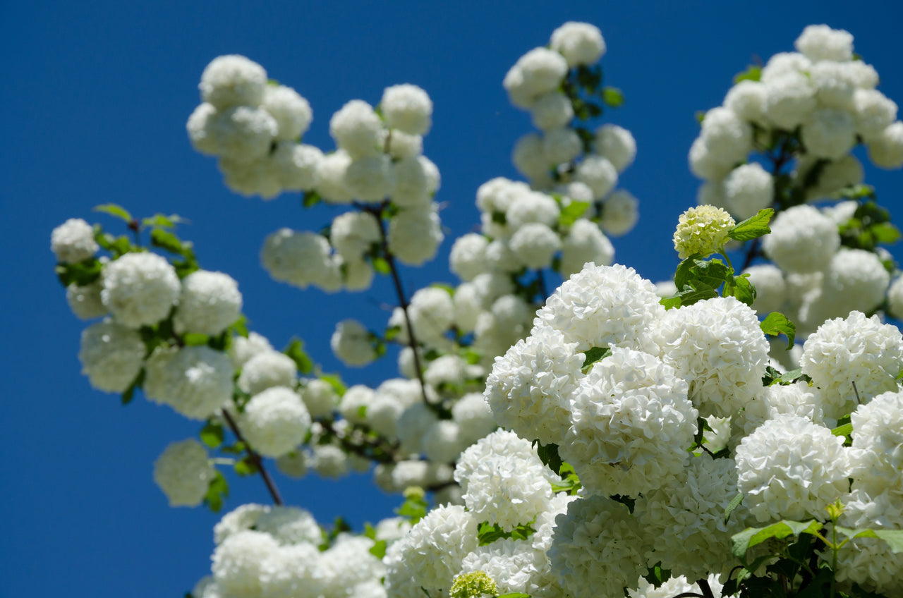 30 EUROPEAN CRANBERRY / SNOWBALL Tree Guelder Rose Viburnum Opulus Red Fruit White Flower Seeds