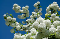 30 EUROPEAN CRANBERRY / SNOWBALL Tree Guelder Rose Viburnum Opulus Red Fruit White Flower Seeds