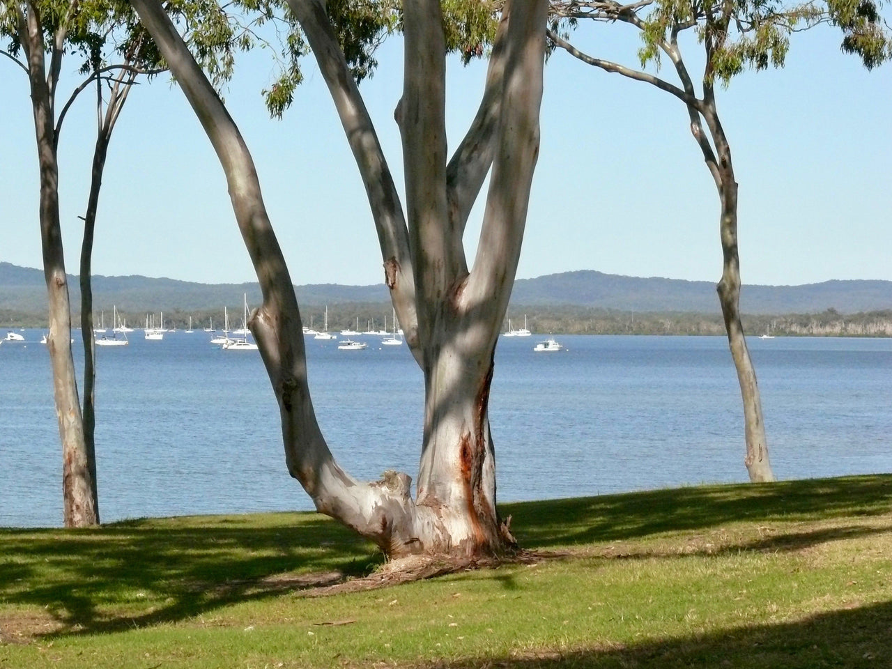 25 RED FOREST GUM Tree Eucalyptus Tereticornis Blue Grey Mountain Flower Seeds