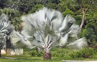 5 SILVER SAW PALMETTO Serenoa Repens American Dwarf Palm Tree Shrub Edible Fruit Sun or Shade Seeds