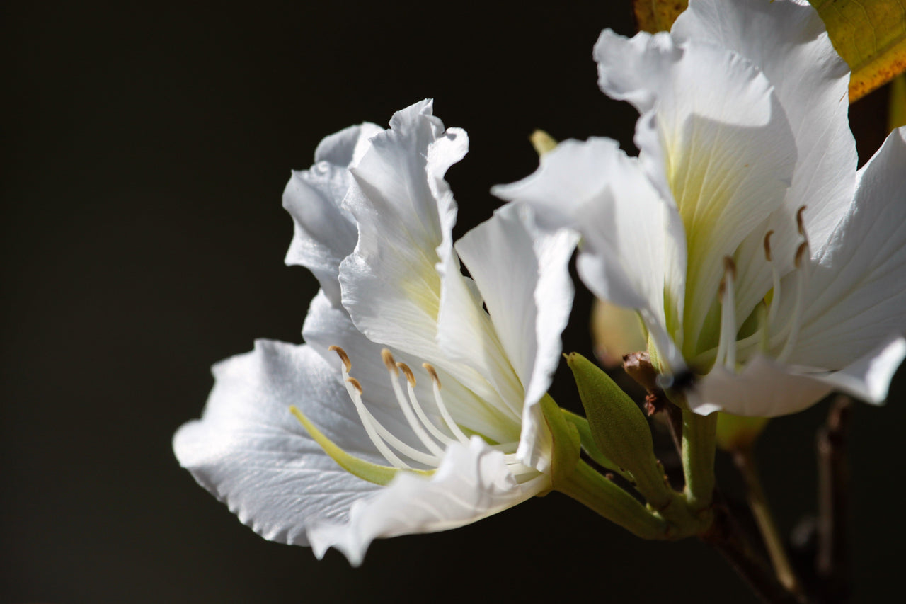 10 WHITE ORCHID TREE Bauhinia Alba syn Variegata Candida Hawaiian Mountain Ebony Camel's Foot Butterfly Flower Tree Hummingbird Seed