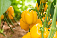 100 CANARY BELL PEPPER Sweet Yellow Capsicum Annuum Vegetable Seeds