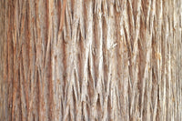 30 Kashmir WEEPING CYPRESS TREE Cupressus Cashmeriana Blue Evergreen Seeds