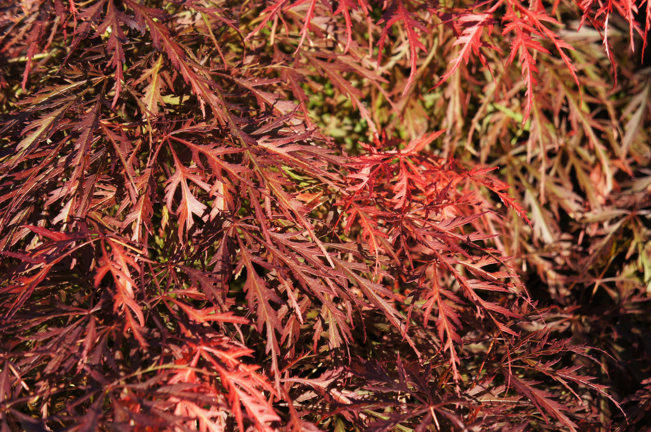 10 WEEPING LACELEAF MAPLE Japanese Acer Palmatum Dissectum Green Yellow Red Tree Seeds