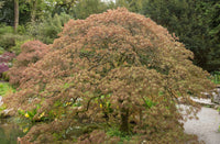 10 WEEPING LACELEAF MAPLE Japanese Acer Palmatum Dissectum Green Yellow Red Tree Seeds