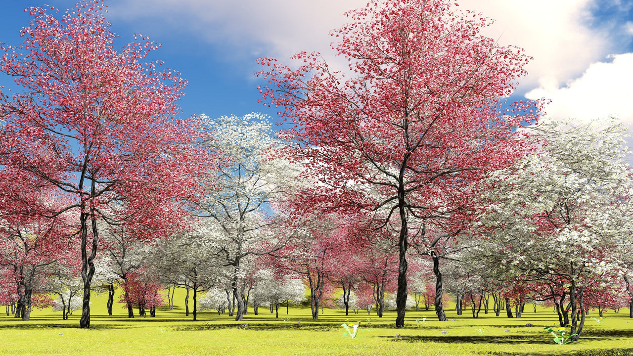 5 PINK FLOWERING DOGWOOD Tree Cornus Florida Rubra Native Ornamental Tree Seeds