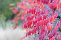 75 SMOOTH SUMAC TREE Red Berries Rhus Glabra Borealis Seeds