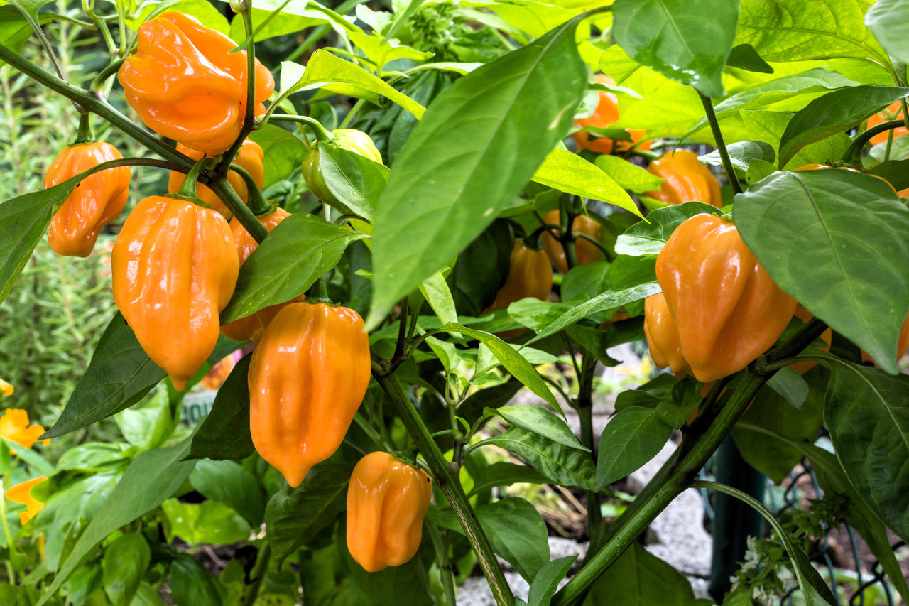 50 Hot ORANGE HABANERO PEPPER Capsicum Chinense Vegetable Seeds