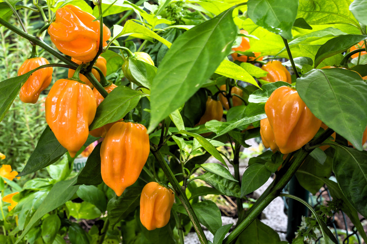50 Mixed HOT HABANERO PEPPER Red Orange White Brown Mix Capsicum Chinense Seeds